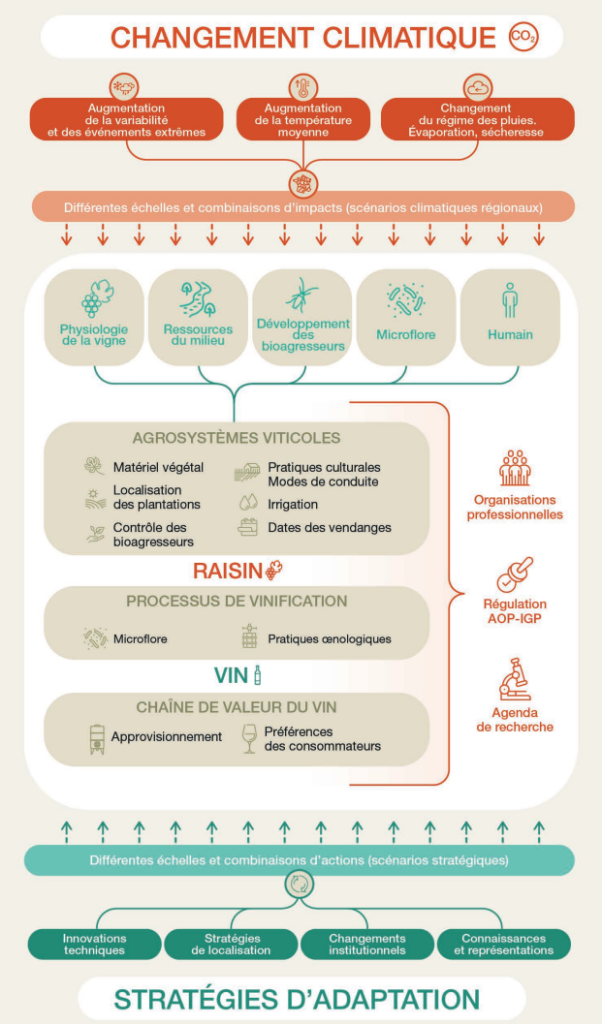 Vignes et réchauffement climatique