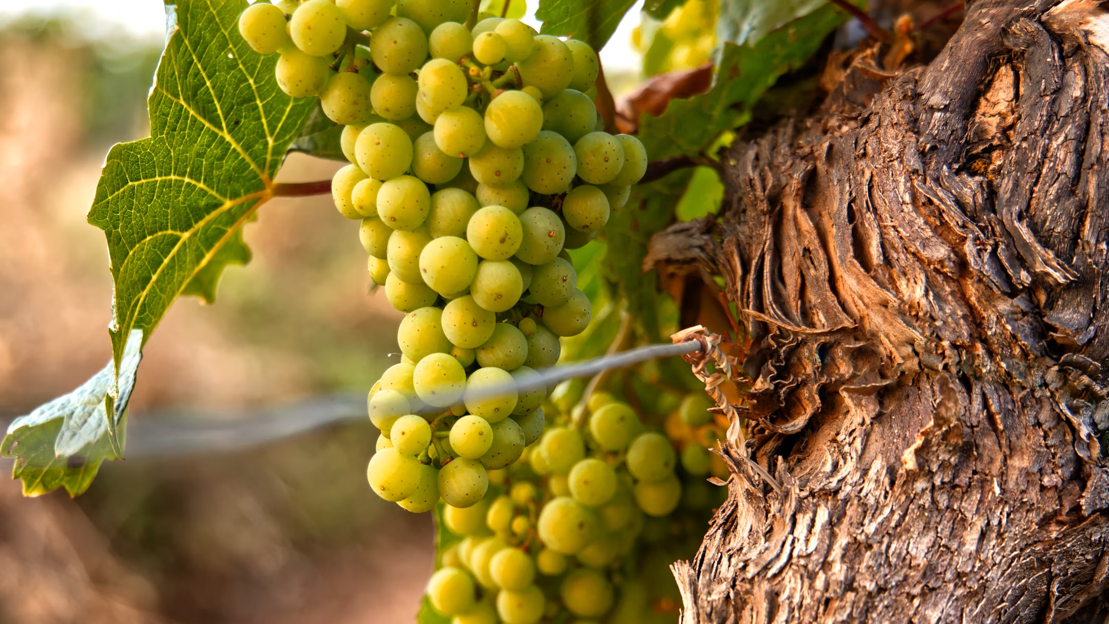 Viticulture biologique - Conversion de son vignoble