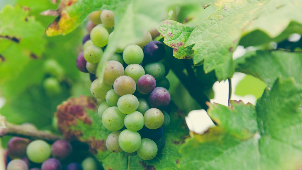 Les meilleurs engrais pour optimiser la croissance de vos vignes