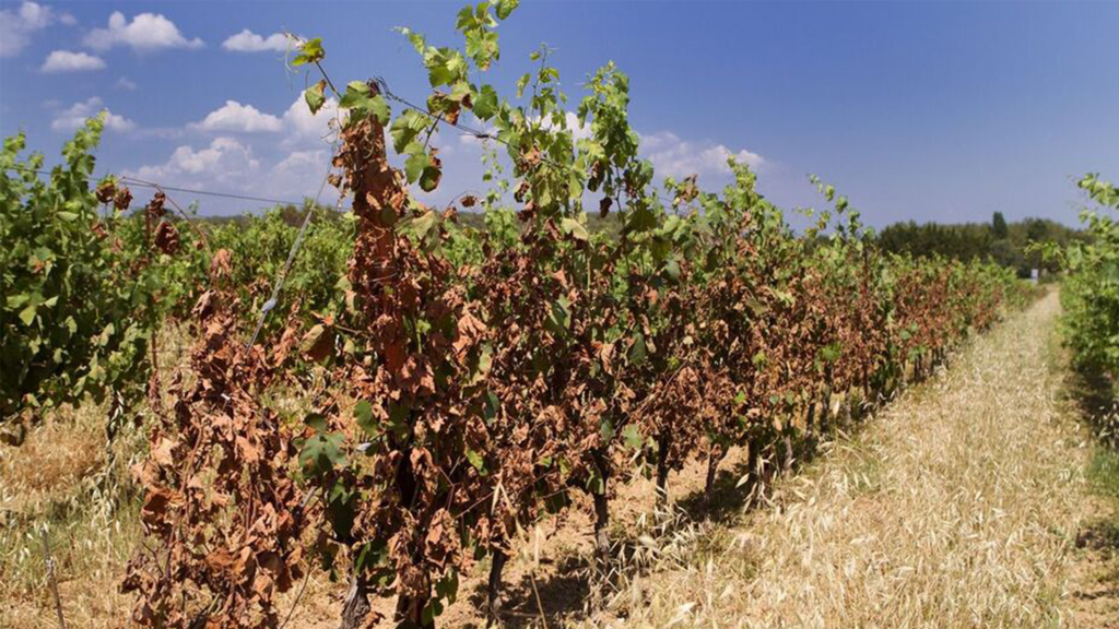 Vignes et réchauffement climatique, comment s’adapter ?