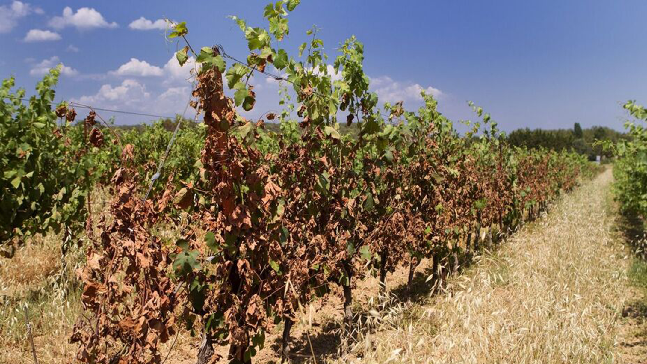 Vignes et réchauffement climatique