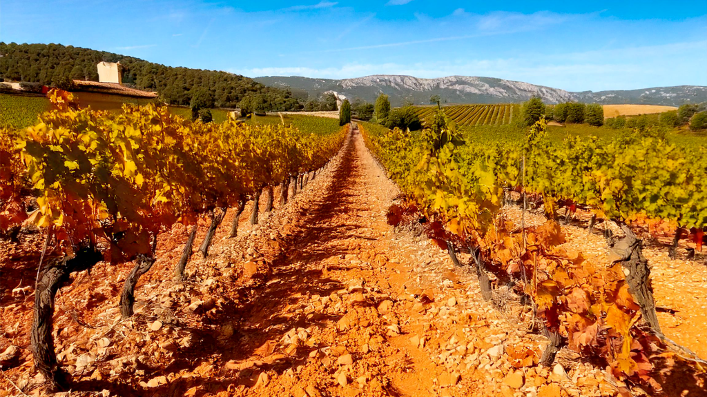 Vignes et réchauffement climatique, comment s’adapter ?