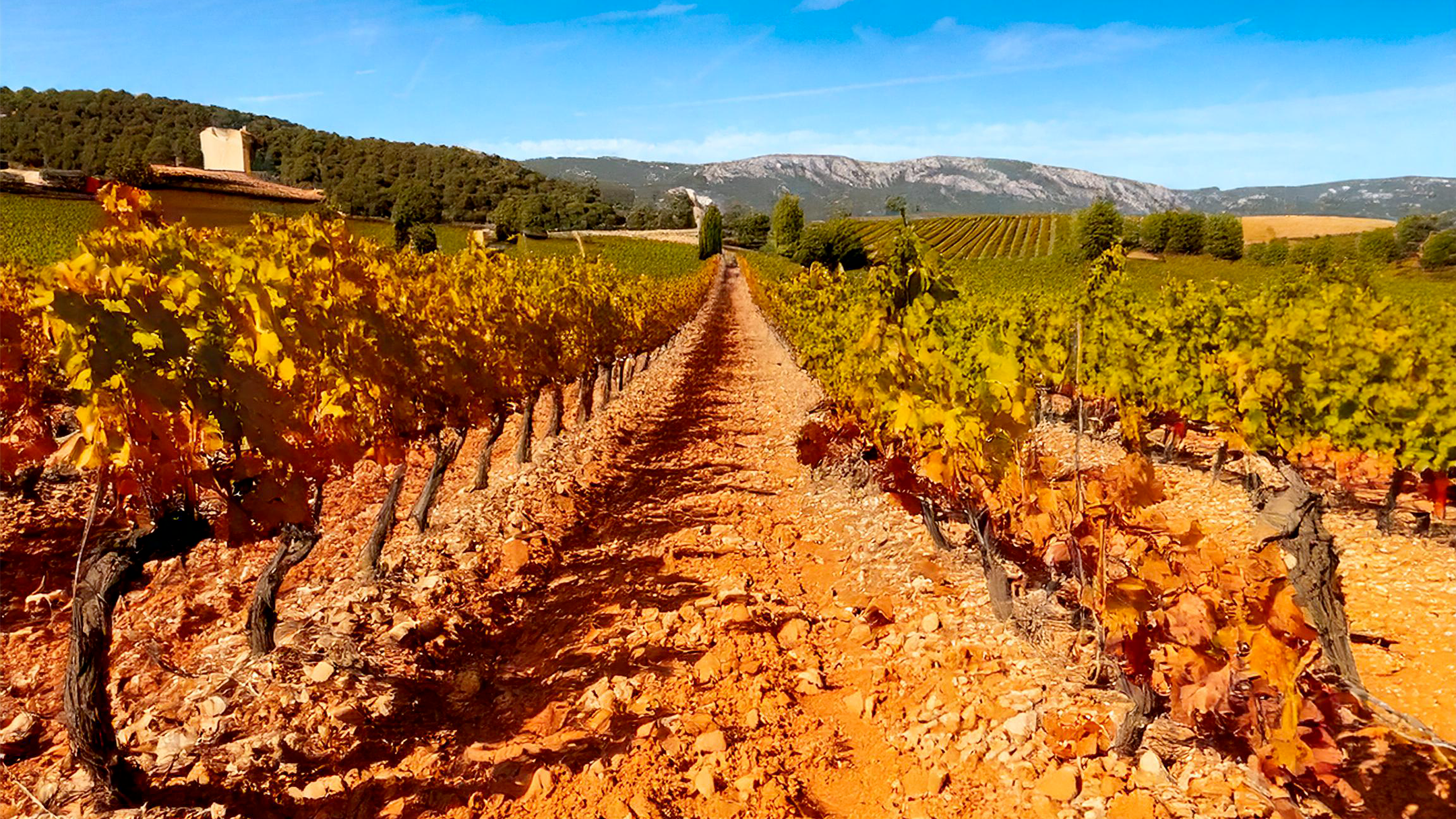 Image de vignes asséchée