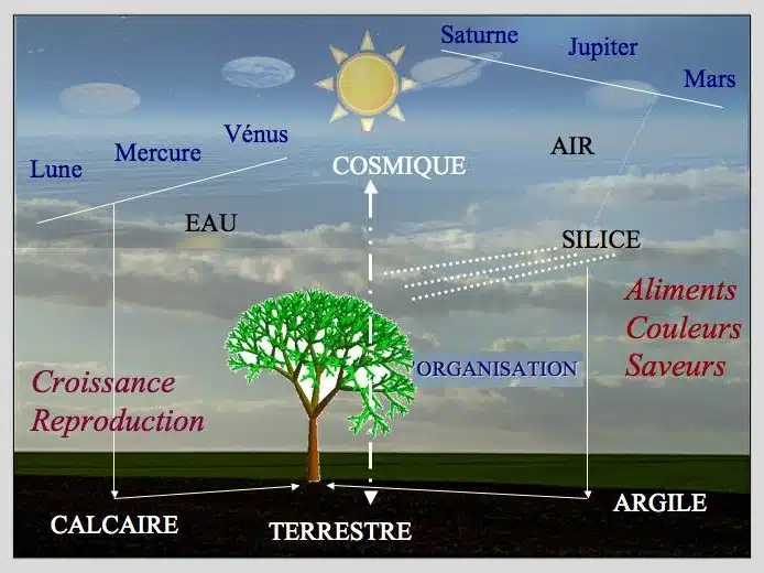 Vin bio, naturel, biodynamie